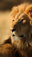 descargar wallpaper de animales